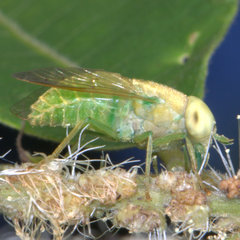 Chlorotabanus crepuscularis