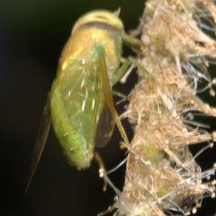 Chlorotabanus crepuscularis