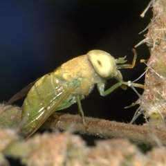Chlorotabanus crepuscularis
