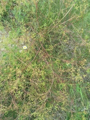 Spermolepis inermis