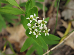 Comandra umbellata umbellata