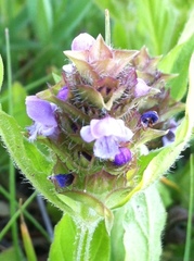 Prunella vulgaris lanceolata