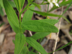 Comandra umbellata umbellata