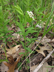 Comandra umbellata umbellata