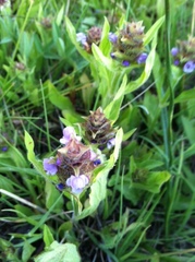 Prunella vulgaris lanceolata