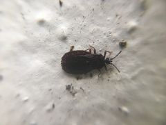 Aneurus inconstans