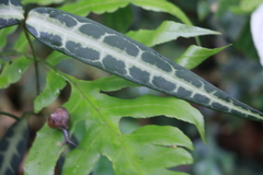 Gardneria multiflora