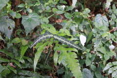 Gardneria multiflora