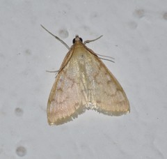 Hahncappsia pergilvalis