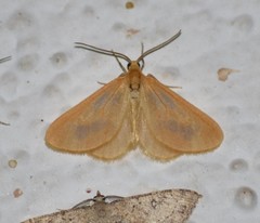 Eubaphe helveta