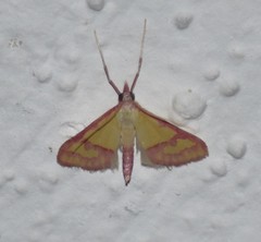 Choristostigma perpulchralis