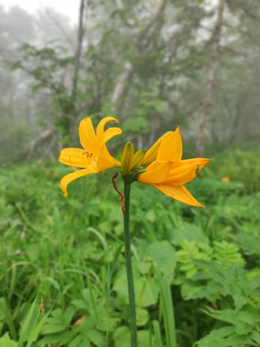 Image of Hemerocallis middendorffii by (c) Anastasiia Samokhvalova, some rights reserved (CC BY)