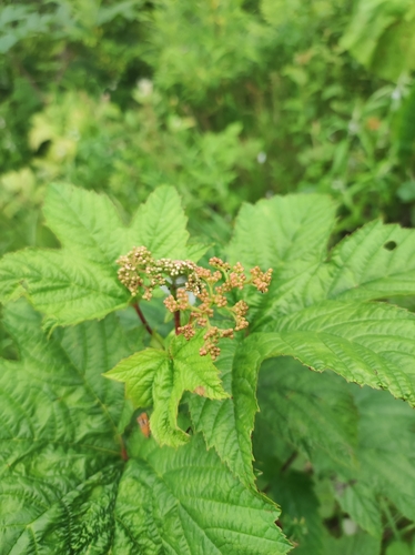Image of Filipendula camtschatica by (c) Anastasiia Samokhvalova, some rights reserved (CC BY)