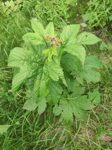 Image of Filipendula camtschatica by (c) Anastasiia Samokhvalova, some rights reserved (CC BY)