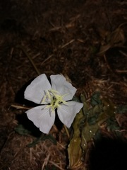 Oenothera tetraptera