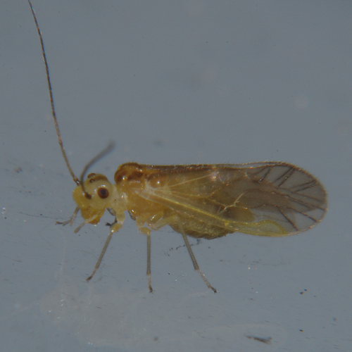 yellow barklouse, photo 3 of 9