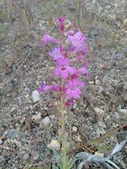 Penstemon confusus