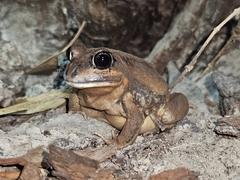 Giant Banjo Frog photo 2