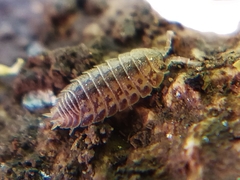 Agabiformius lentus