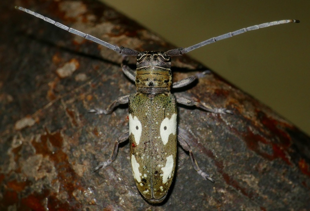 Prosopocera blairiella