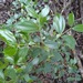 Rhodamnia acuminata - Photo (c) Tony van Kampen,  זכויות יוצרים חלקיות (CC BY), הועלה על ידי Tony van Kampen