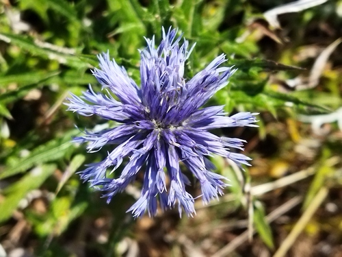 Small-headed Globe-Thistle (Echinops microcephalus)