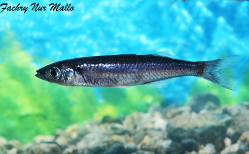 Paratherina striata