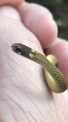 Storeria occipitomaculata obscura