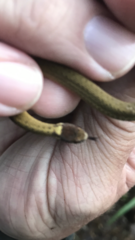 Storeria occipitomaculata obscura