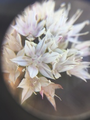 Allium marvinii