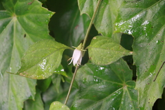 Lycianthes lysimachioides