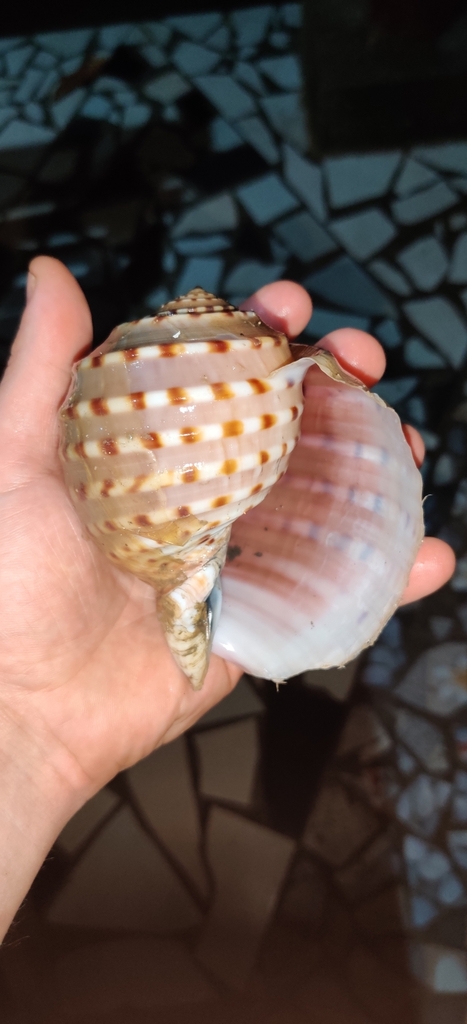 spotted tun (Tonna dolium)