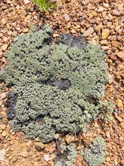 Eriogonum kennedyi