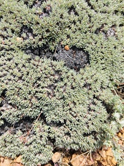 Eriogonum kennedyi