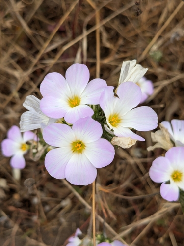 Image of Leptosiphon grandiflorus by (c) P Holroyd, some rights reserved (CC BY)