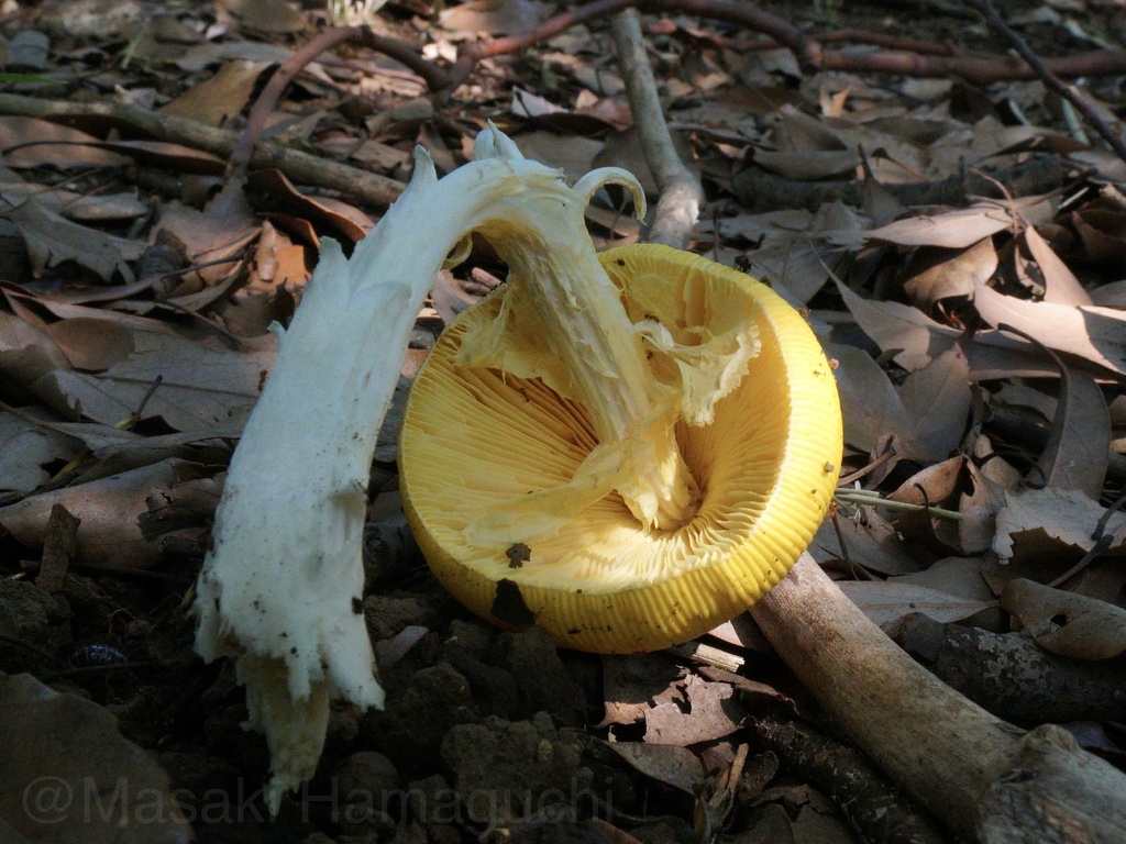 Amanita kitamagotake