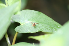 Parhelophilus flavifacies