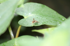 Parhelophilus flavifacies