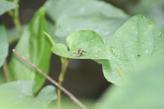 Parhelophilus flavifacies