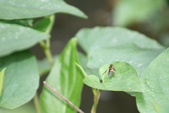 Parhelophilus flavifacies