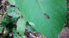 Cactophagus laetus