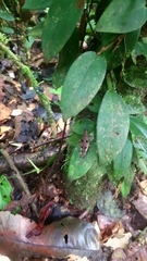 Xiphiola cyanoptera