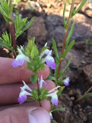 Acanthomintha ilicifolia