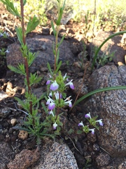 Acanthomintha ilicifolia