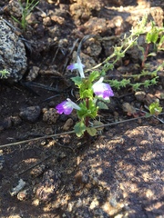 Acanthomintha ilicifolia