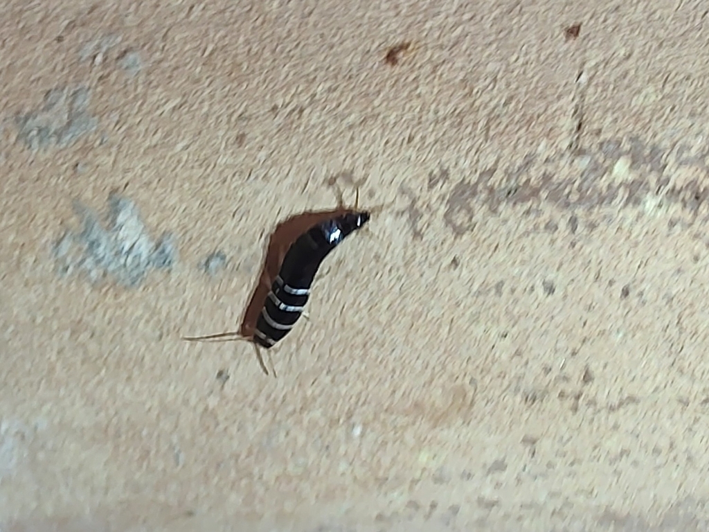 Lepisma baetica