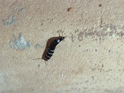 Lepisma baetica