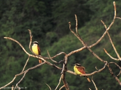 Pitangus sulphuratus