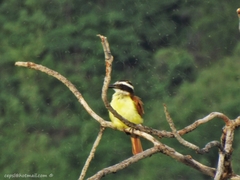 Pitangus sulphuratus