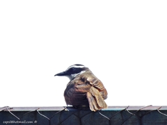 Pitangus sulphuratus